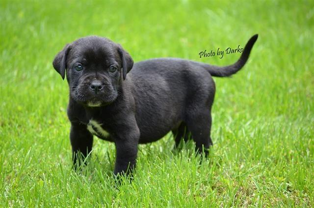 Cane-Corso