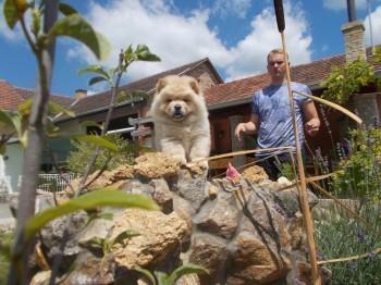 Chow-chow-cau-cau-stenad