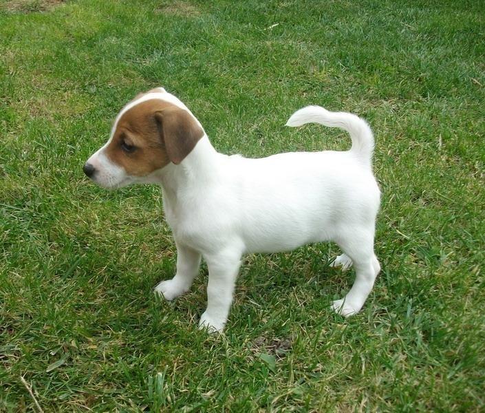 Jack-Russell-Terrier--stenci