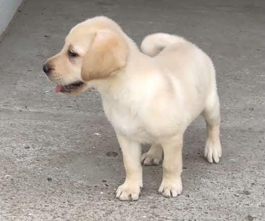 Labrador