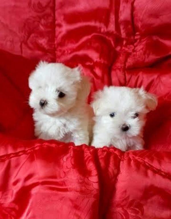 Mini-maltezer---štenci