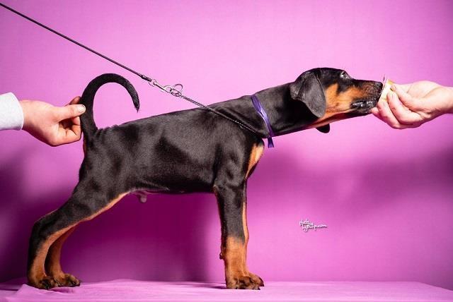 Doberman stenci