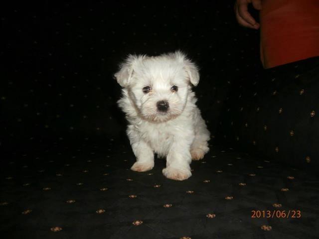 Maltezer-kucici-