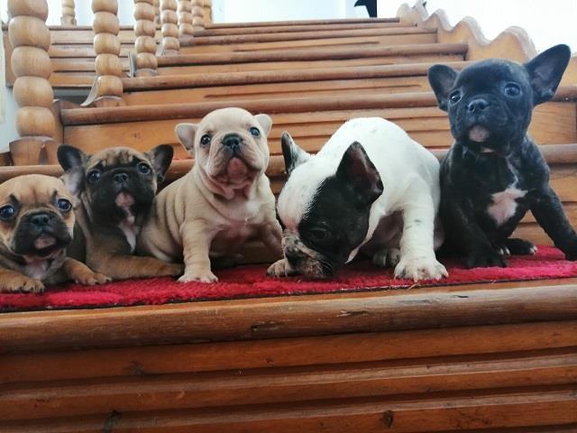 Francuski-buldog-stenad