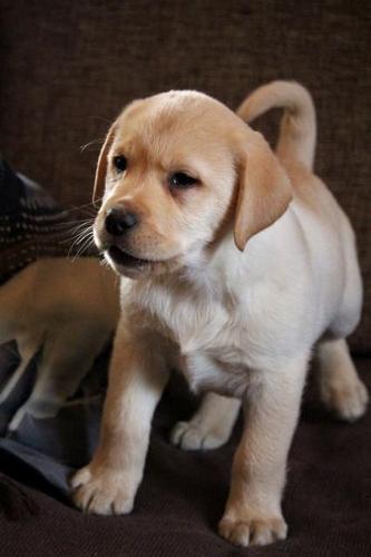Labradori