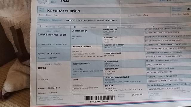 Kovrdžavi-bišon-