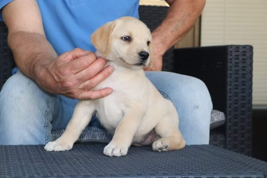 Labrador-Retriver-Stenci