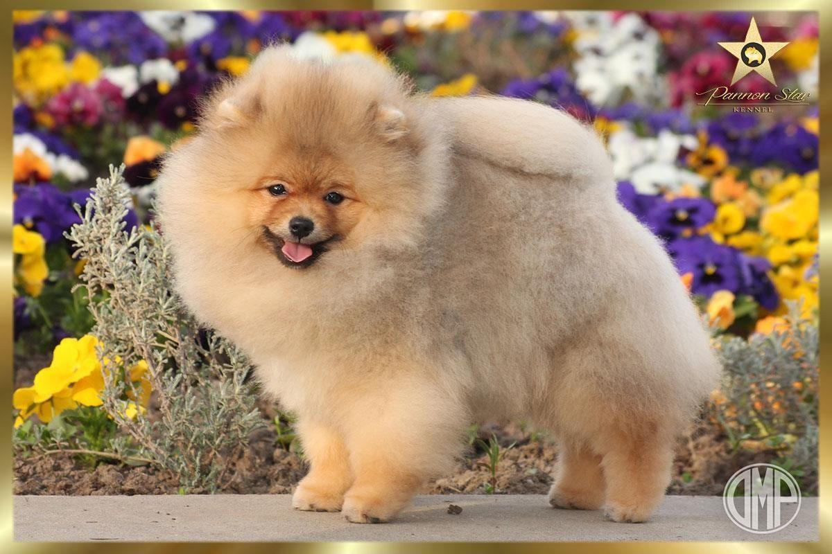 Pomeranski-spic
