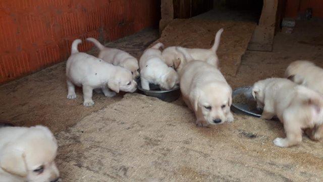Labrador-retriver--štenci