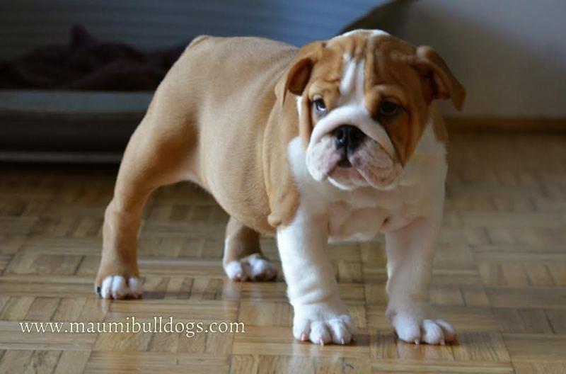 Engleski-Buldog-