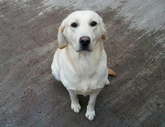Labrador--muzjak