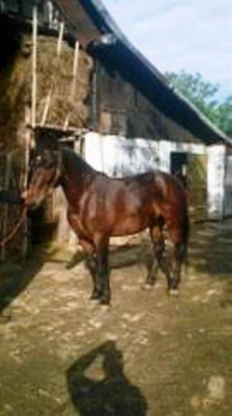 Kobile-i-zdrebe