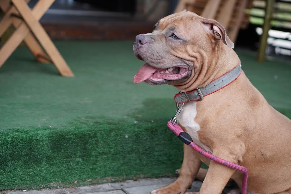 American-Bully-Pocket---Standard