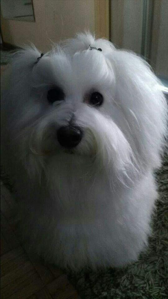 Coton-de-Tulear