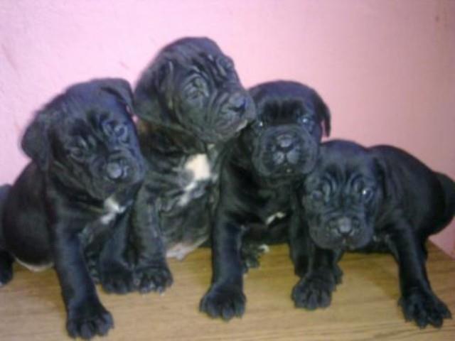 Cane-corso-stenci