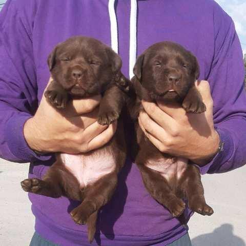 Labrador--čokoladni-štenci