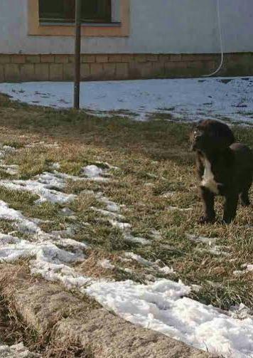 CANE-CORSO-štenci---POVOLJNO