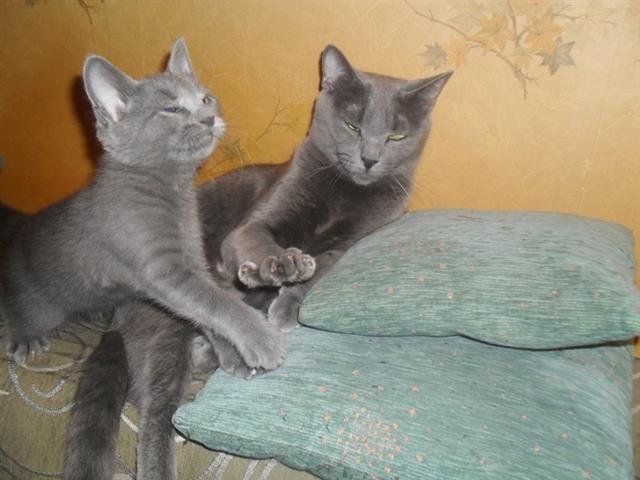 Ruski-plavi-macici