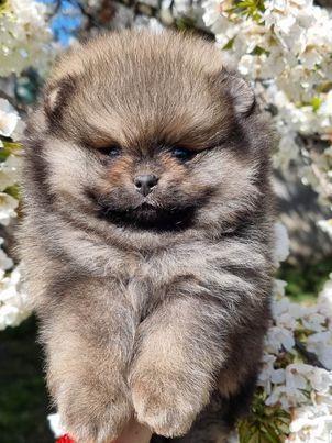 Pomeranac-Boo-štenci