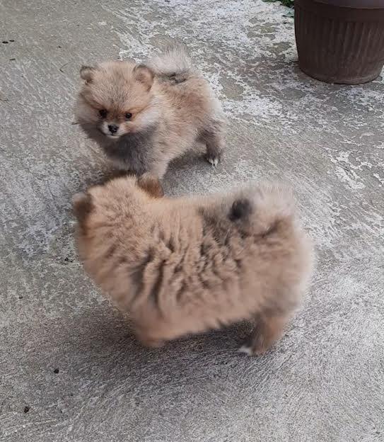 Pomeranski-špic