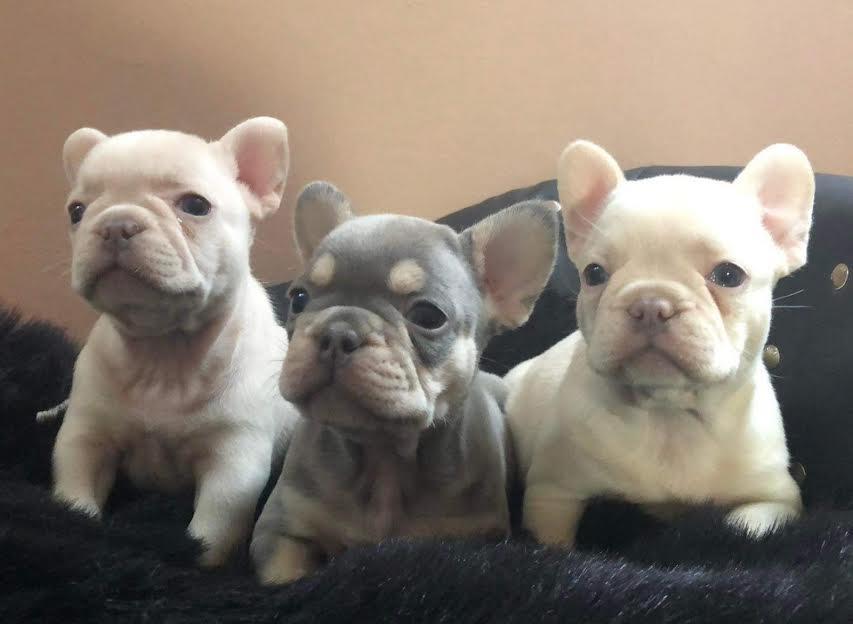 Francuski-buldog-blue