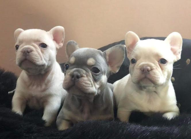 Francuski buldog blue