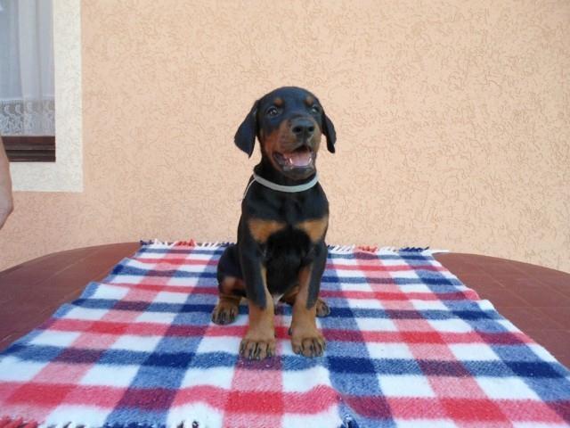 Doberman stenci