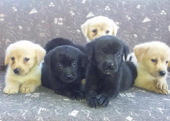 LABRADOR-RETRIVER---stenci