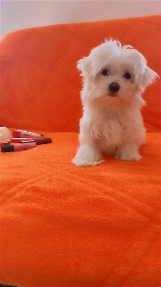 Maltezer