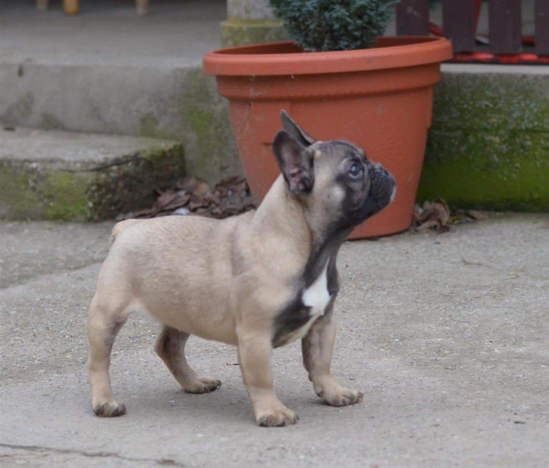Francuski-buldog