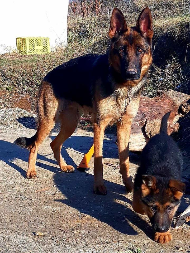 Nemački-ovčar-štenci