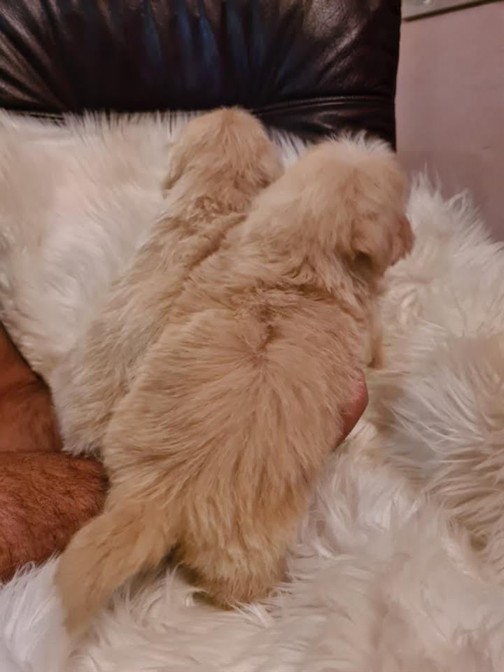 Maltipoo-štenci-