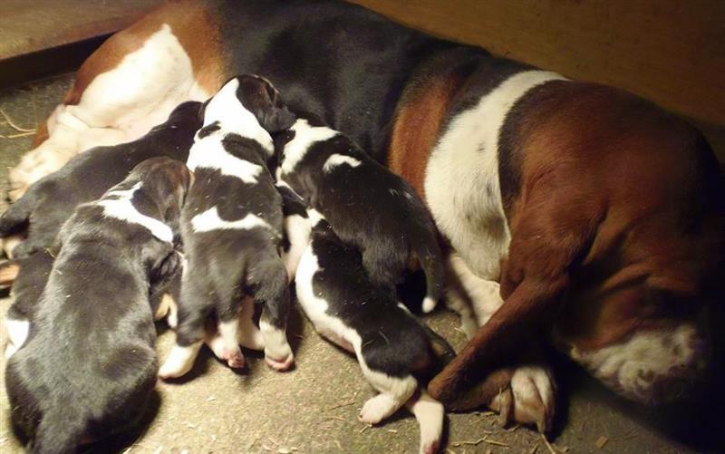 Basset-Hound---baset-stenci