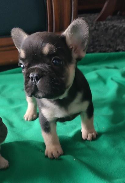 Francuski-buldog-štenci
