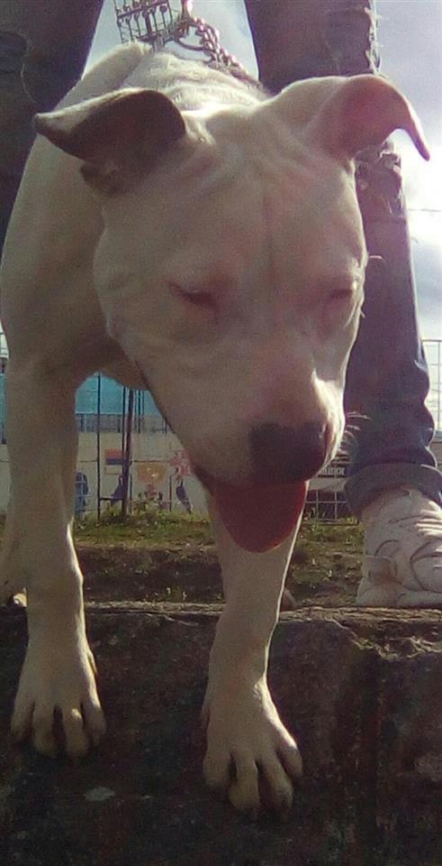 Zenka-Pitt-bull