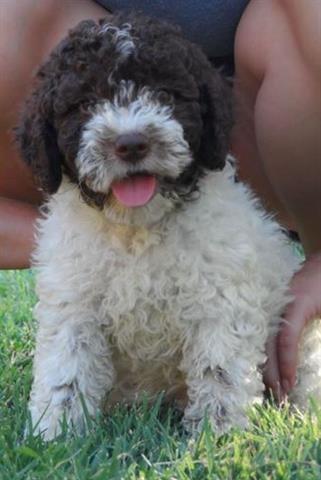 Lagotto-romagnolo-stenci