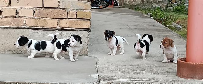 Čistokrvni štenci Jack Russell 