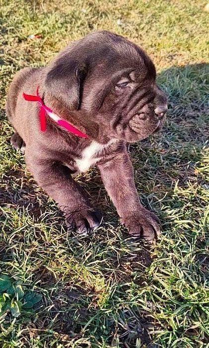Cane-Corso-štenci