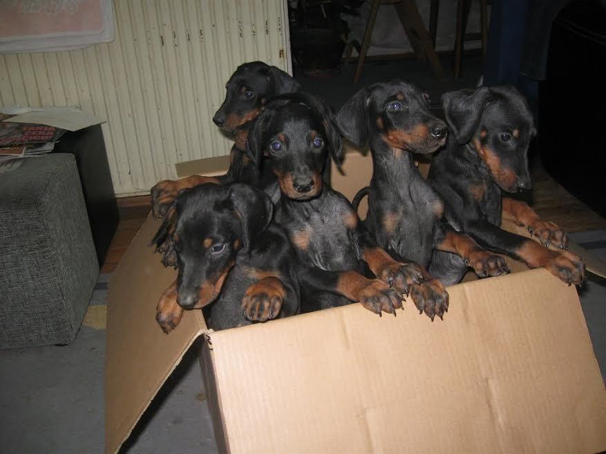 Stenad-Dobermana-na-prodaju