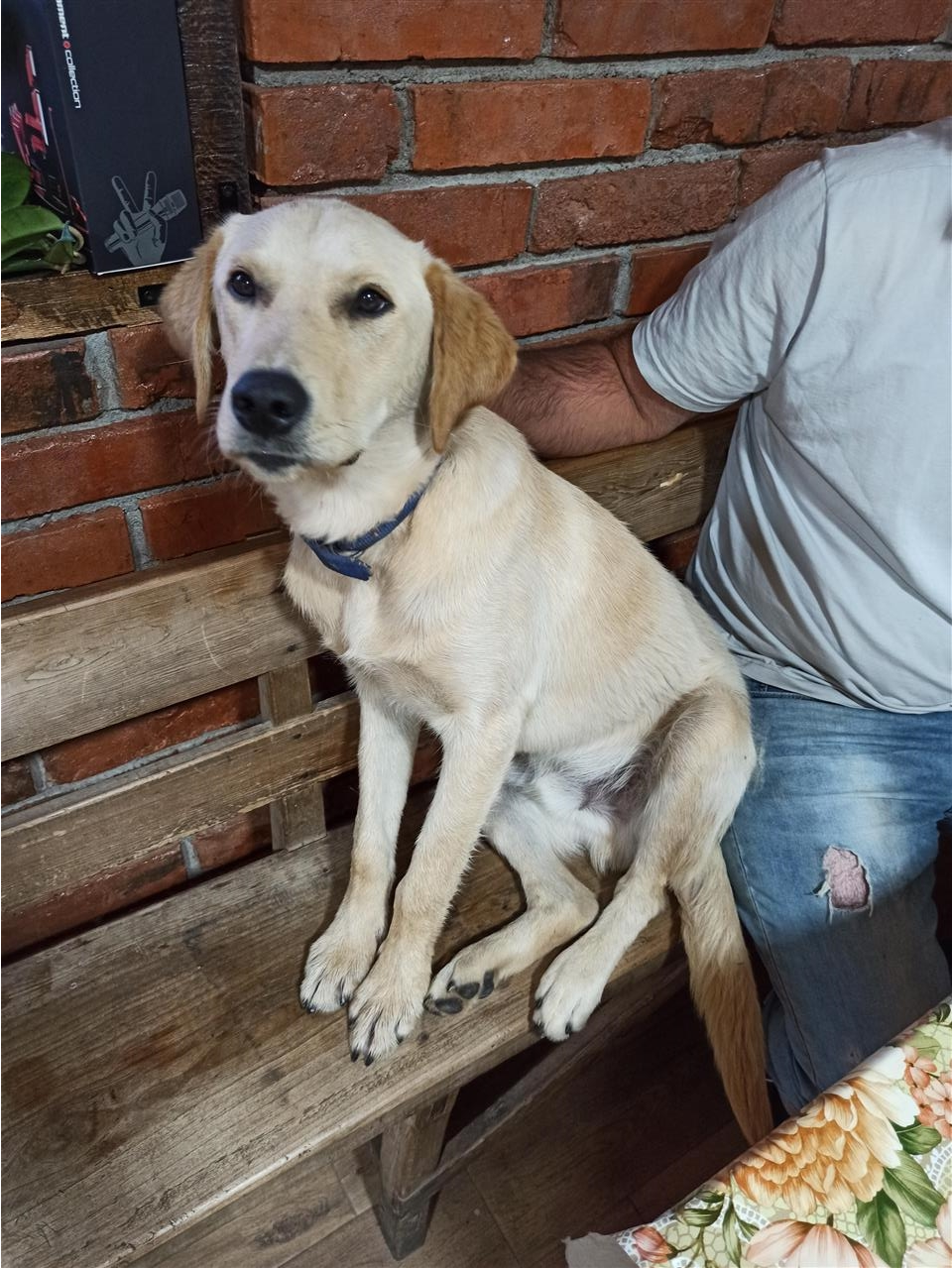 Poklanjam-mešanca-labradora