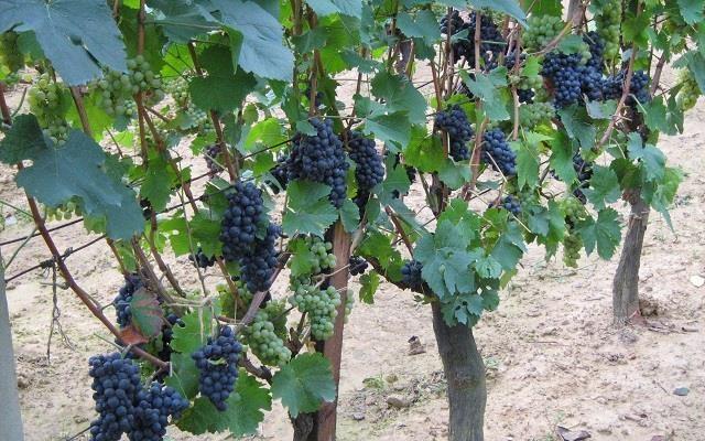 Potrebne grupe berača sa grupovođom