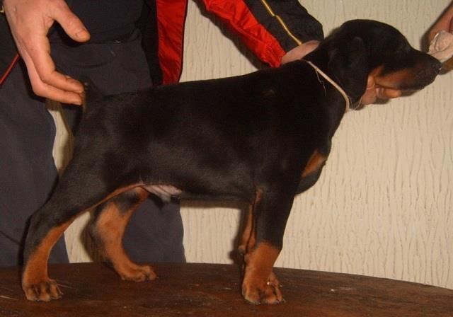 Doberman-crni-stenci