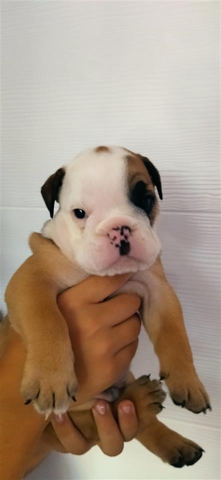 Engleski-buldog