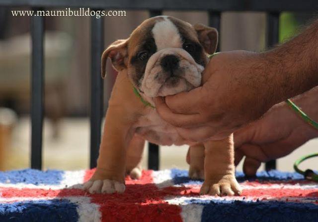 Engleski Buldog 