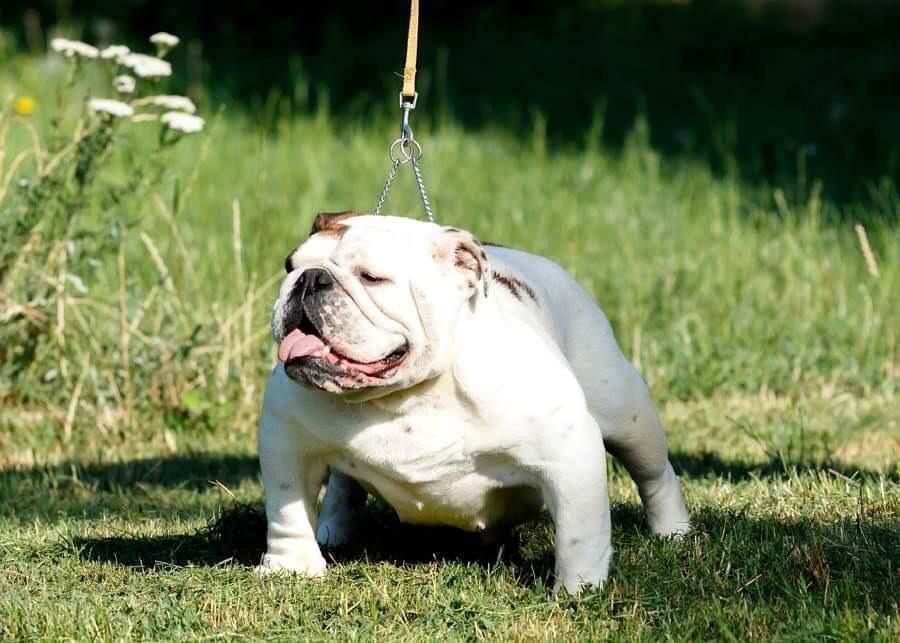 Engleski-buldog--mladi-psi