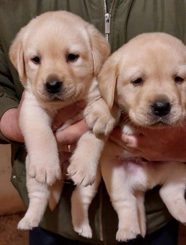 Labrador stenci
