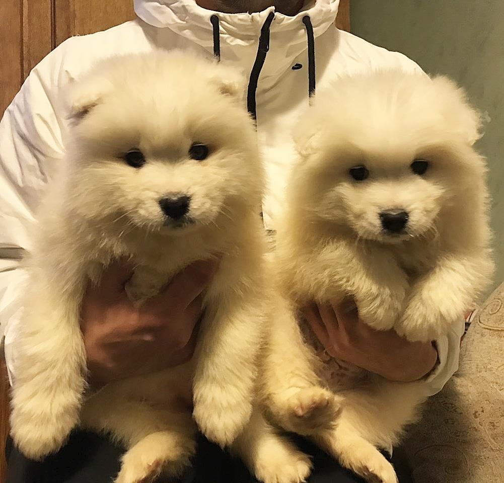 Sibirski-samojed-štenci