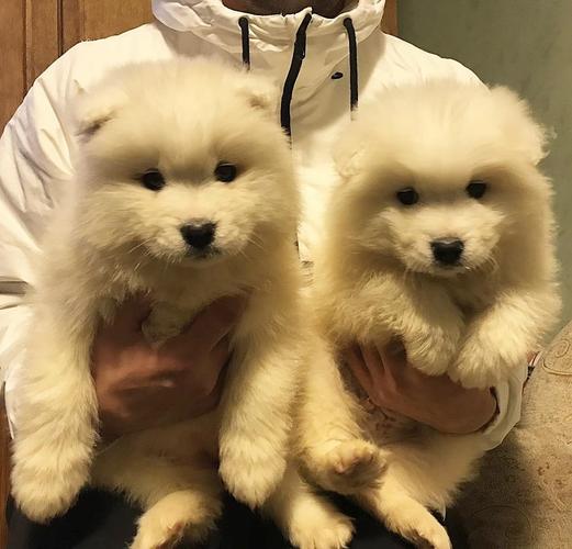 Sibirski samojed štenci