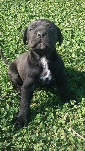 Cane-corso-štenci