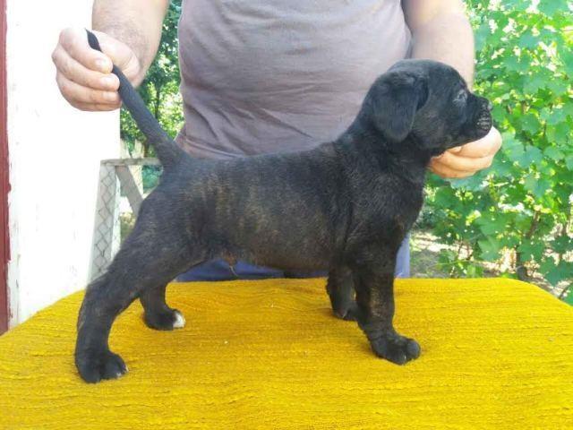Cane-Corso-štenci-